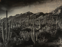  Saguaro Print